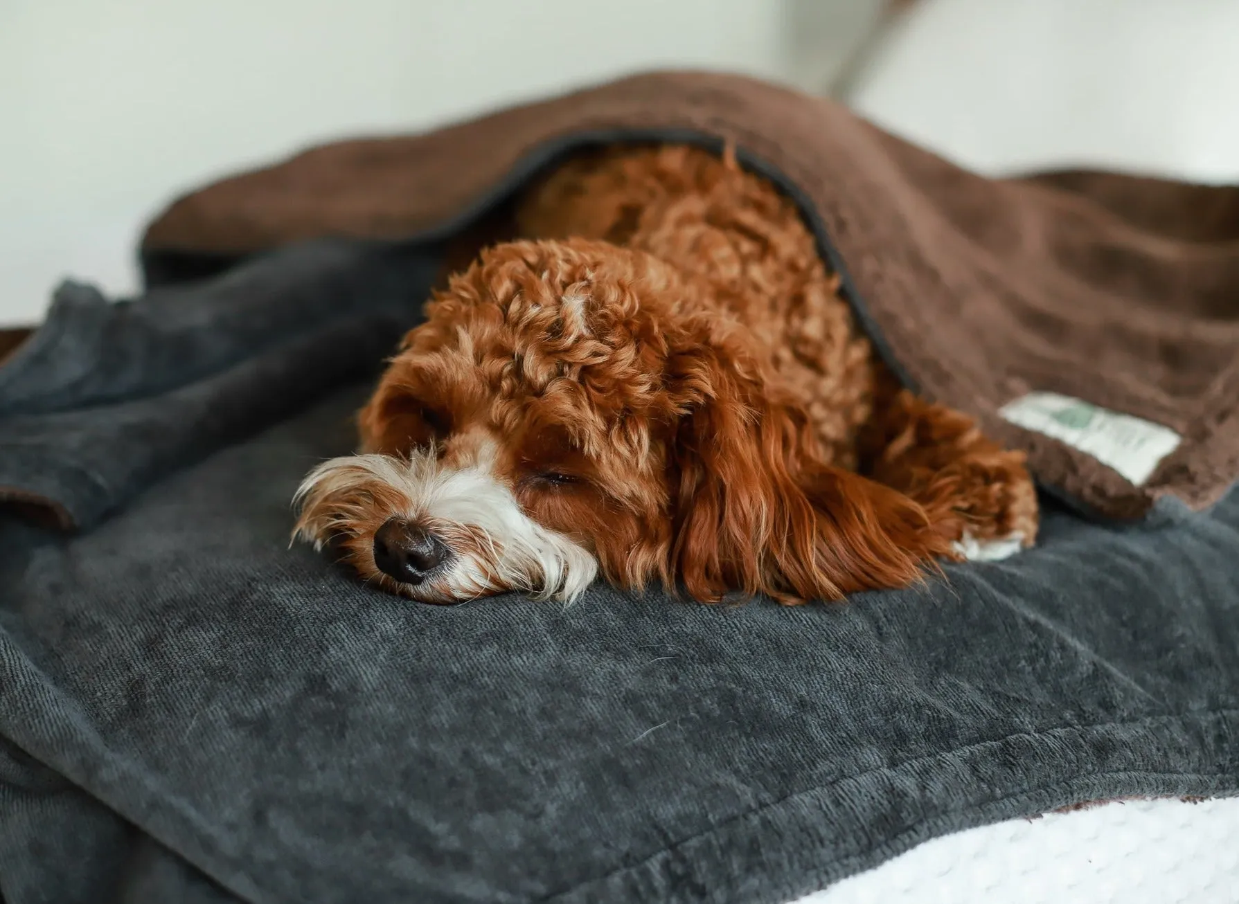 Organic Cotton Teddy & Terry Blanket