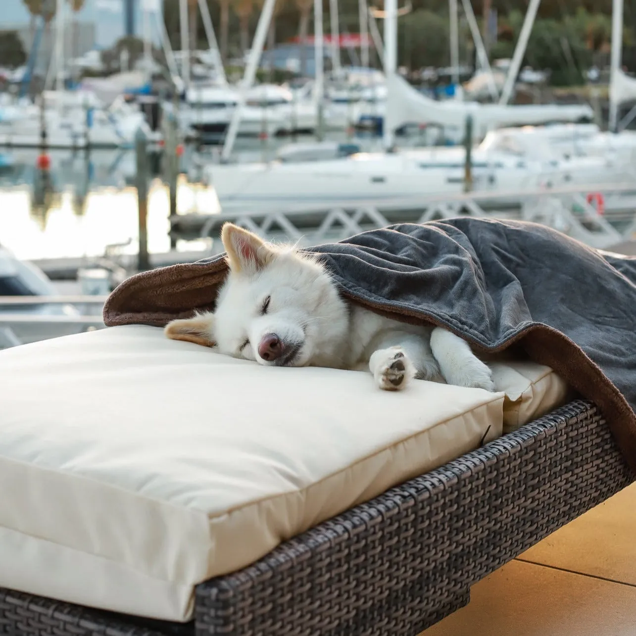 Organic Cotton Teddy & Terry Blanket